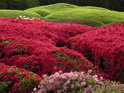 【花のある情景】神代植物公園のつつじ