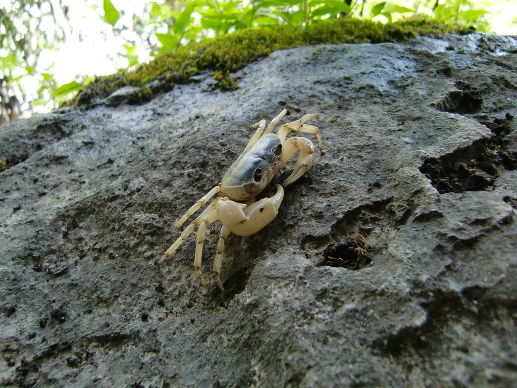 沢ガニ