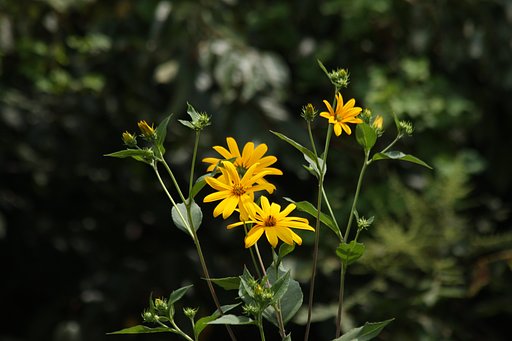 キクイモ