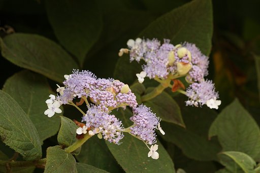 開花したタマアジサイ