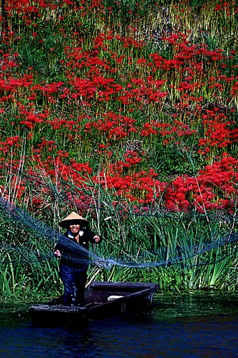 彼岸花と投網