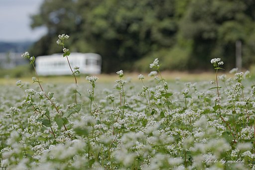 ソバの花