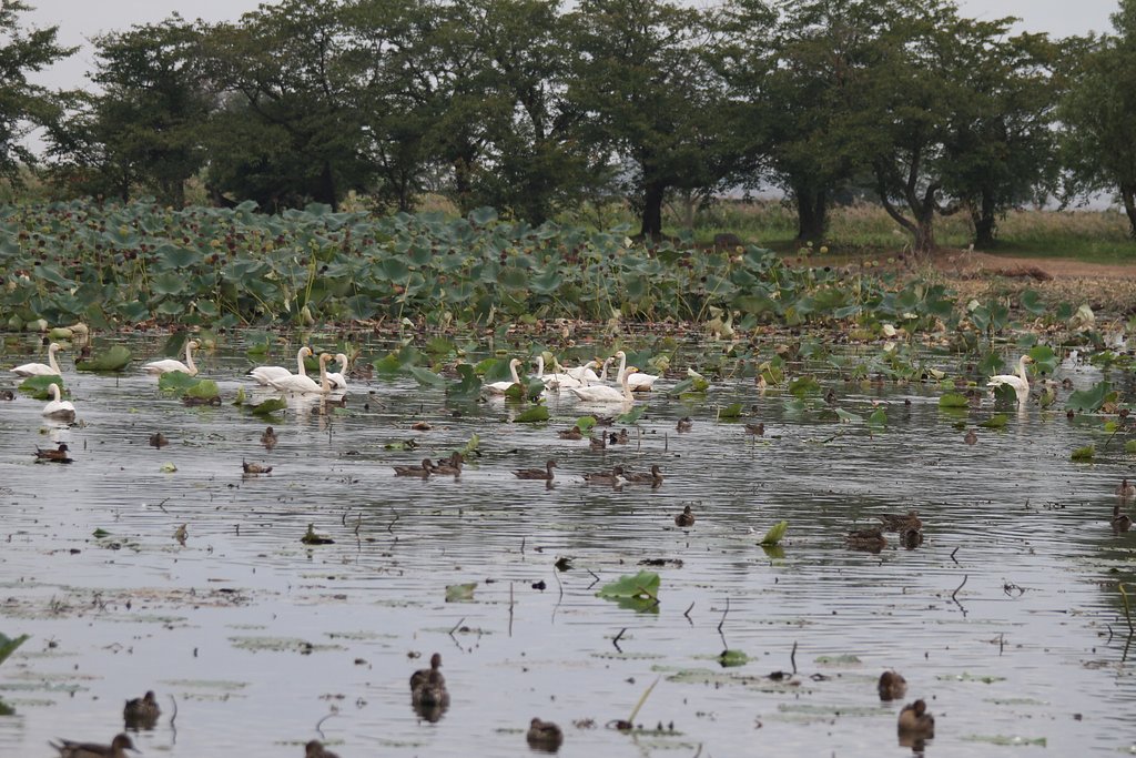 白鳥来瓢湖