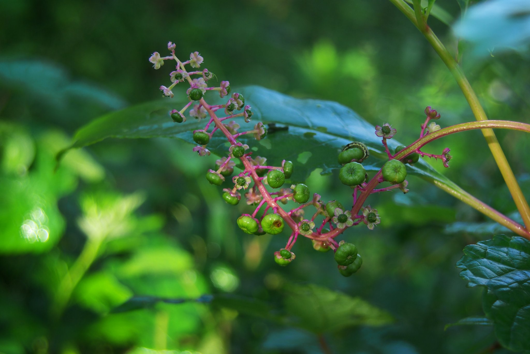 花と実と青虫さんと・・