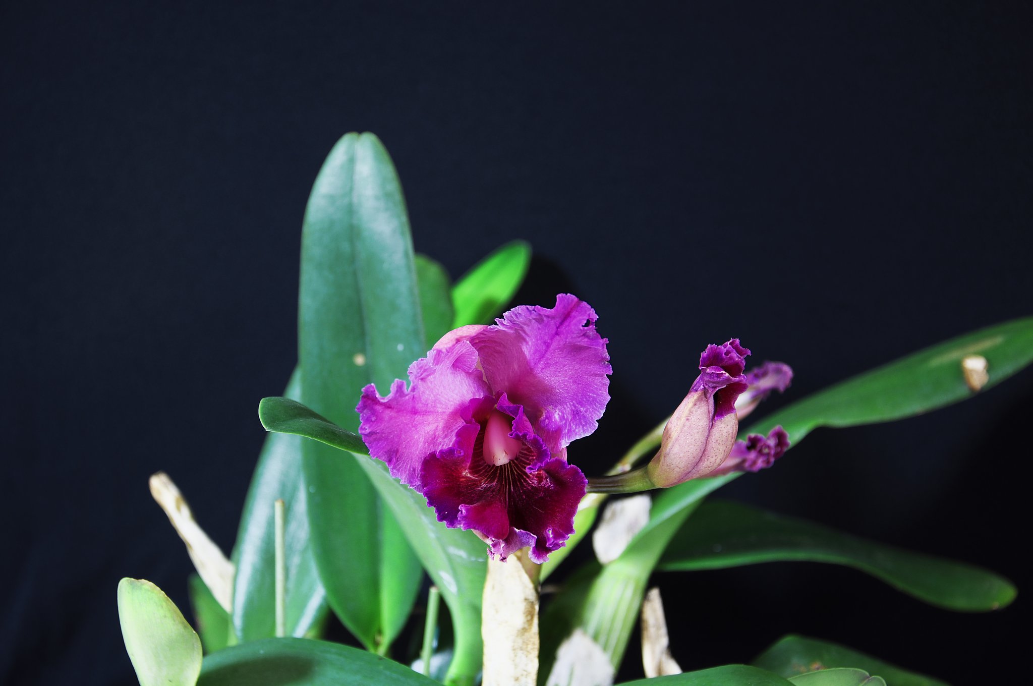 １輪だけ開花