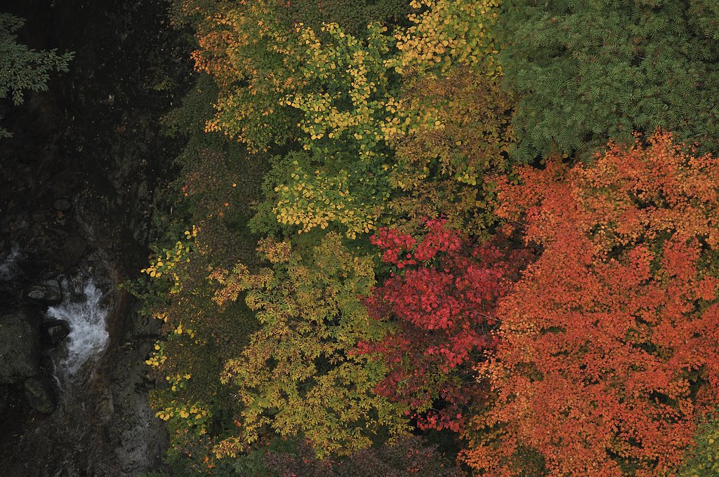 つばくろ谷の紅葉