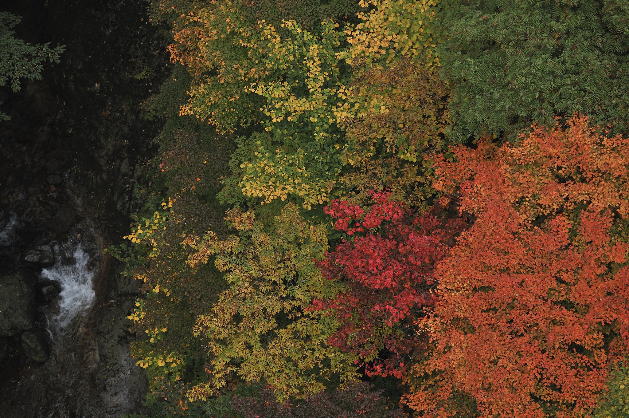 つばくろ谷の紅葉