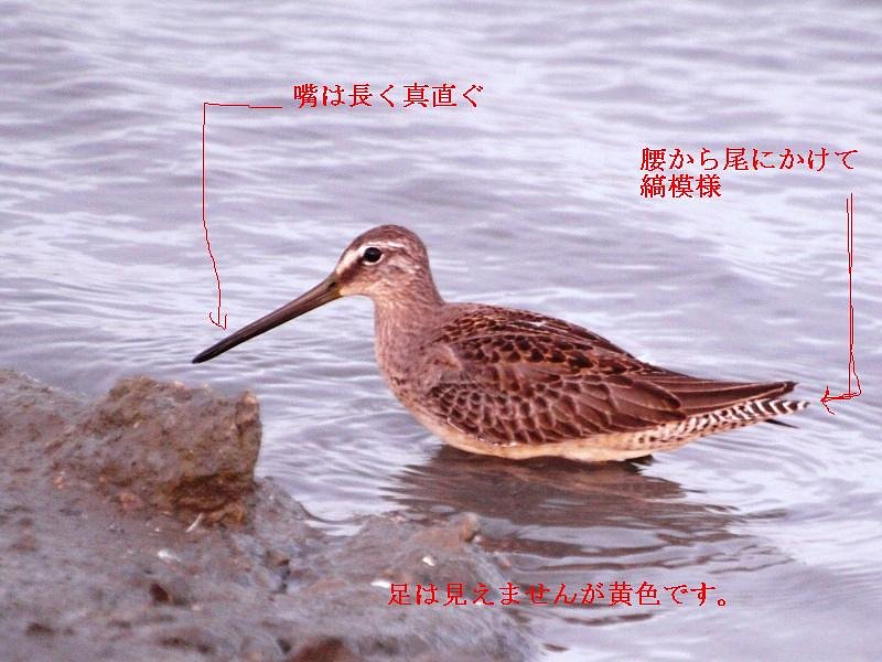 オオハシシギの詳細