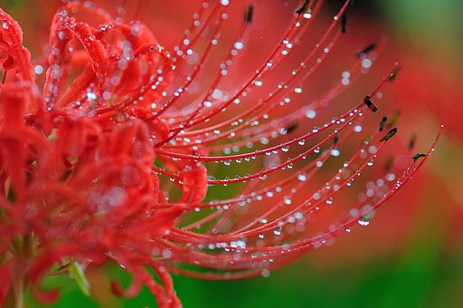 雨の彼岸花