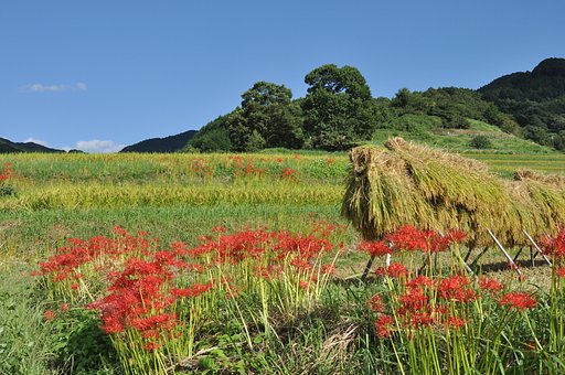 明日香の彼岸花