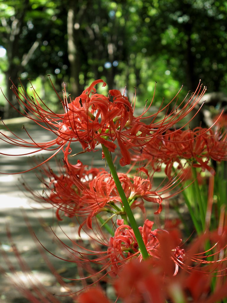 道と彼岸花