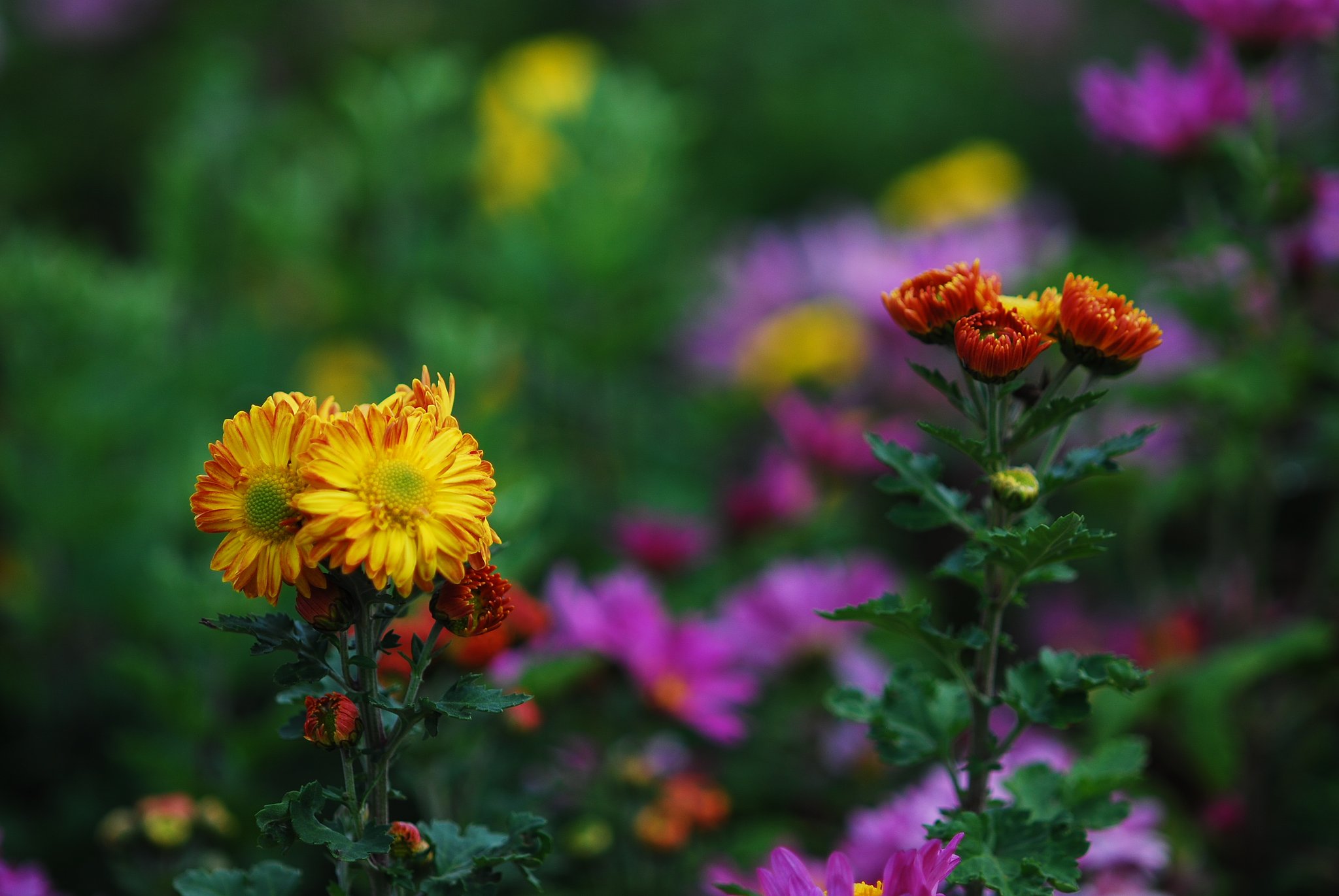 菊畑にて②