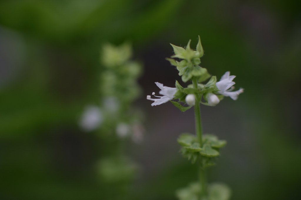 バジルの花