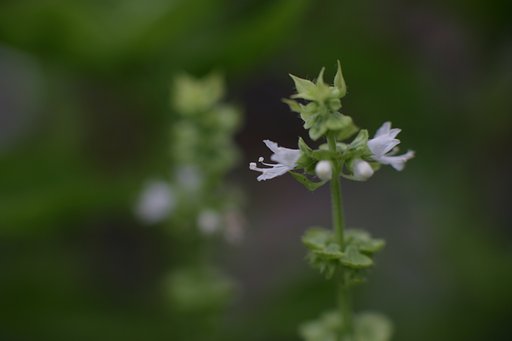 バジルの花