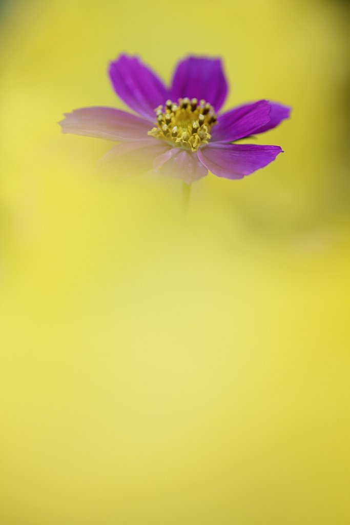 幸せいっぱいの秋桜