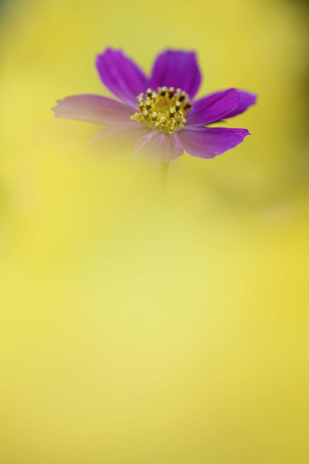幸せいっぱいの秋桜
