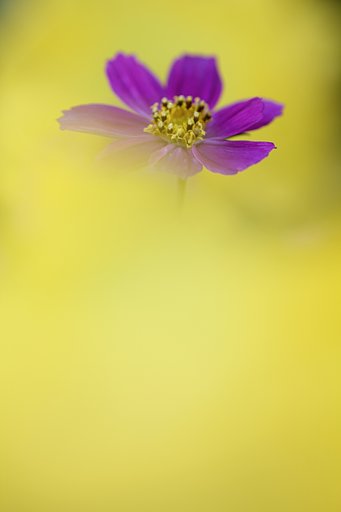 幸せいっぱいの秋桜