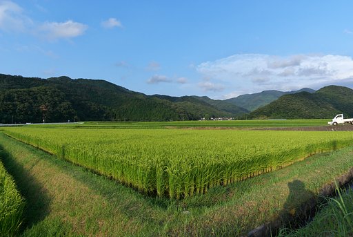 実りの秋にはまだ遠い