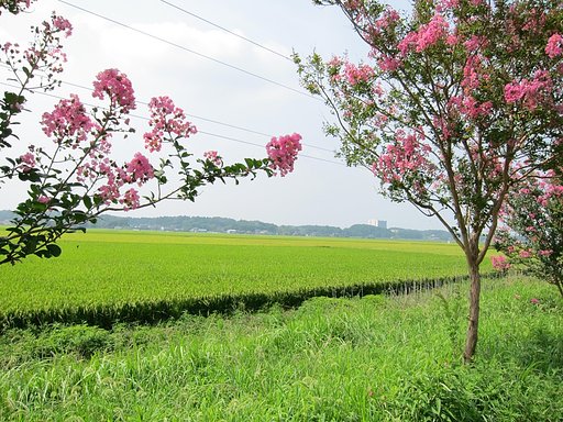 夏の花と稲穂・・・