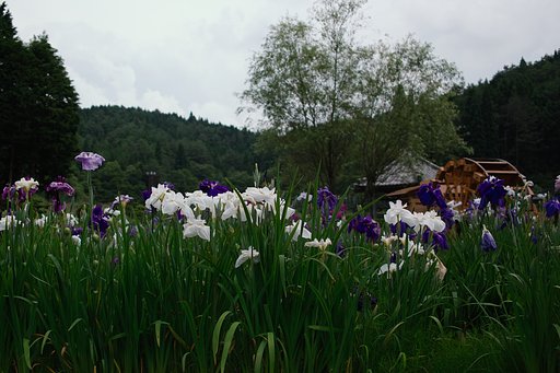 【花のある情景】夏空に花菖蒲