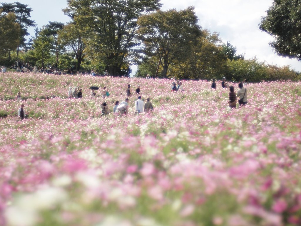 【花のある情景】 きらめいて