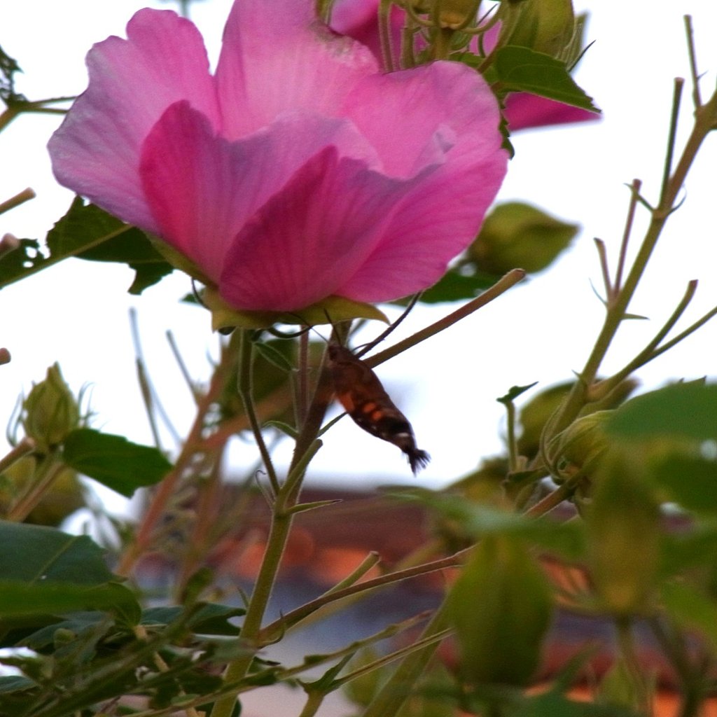 芙蓉にホウジャク
