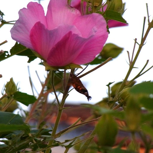 芙蓉にホウジャク