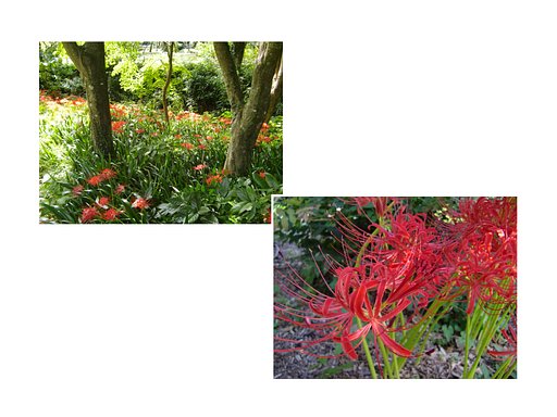 彼岸花