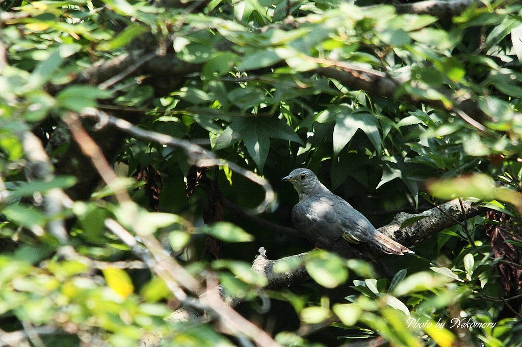 初撮り・・筒鳥