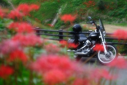 彼岸花と愛馬