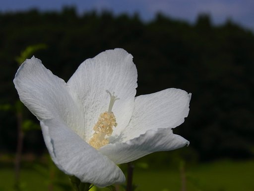夏の花③