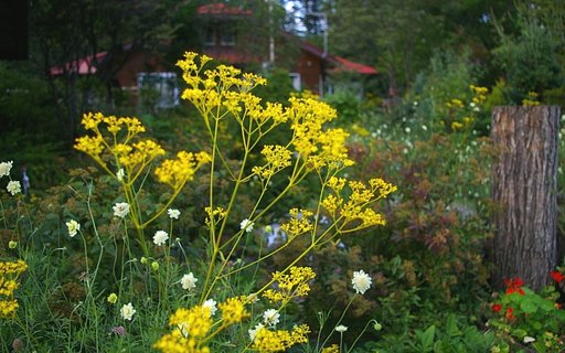 【花のある情景・秋】 オミナエシ咲く家