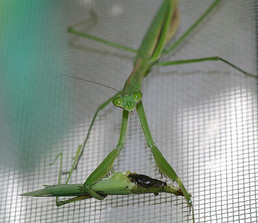 獲物を見せるカマキリ