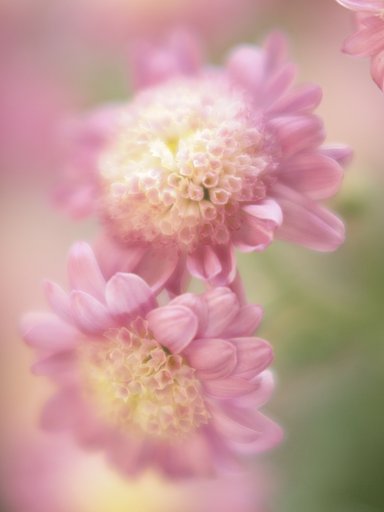 【花のある情景】 菊灯り