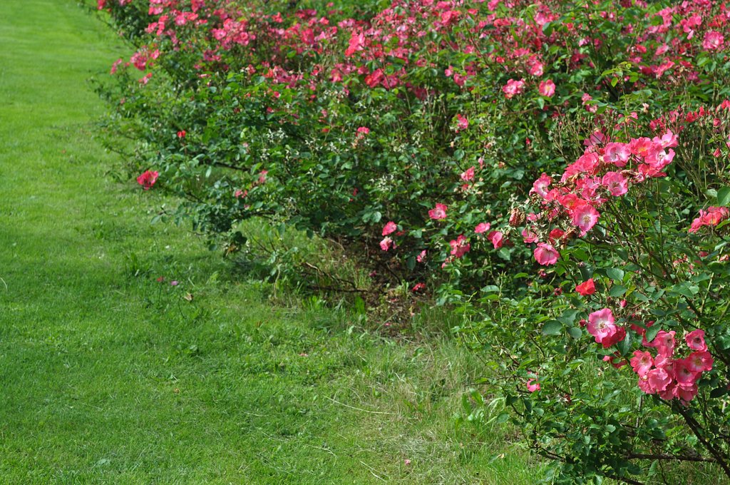 【花のある情景】薔薇