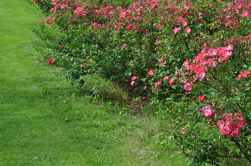 【花のある情景】薔薇