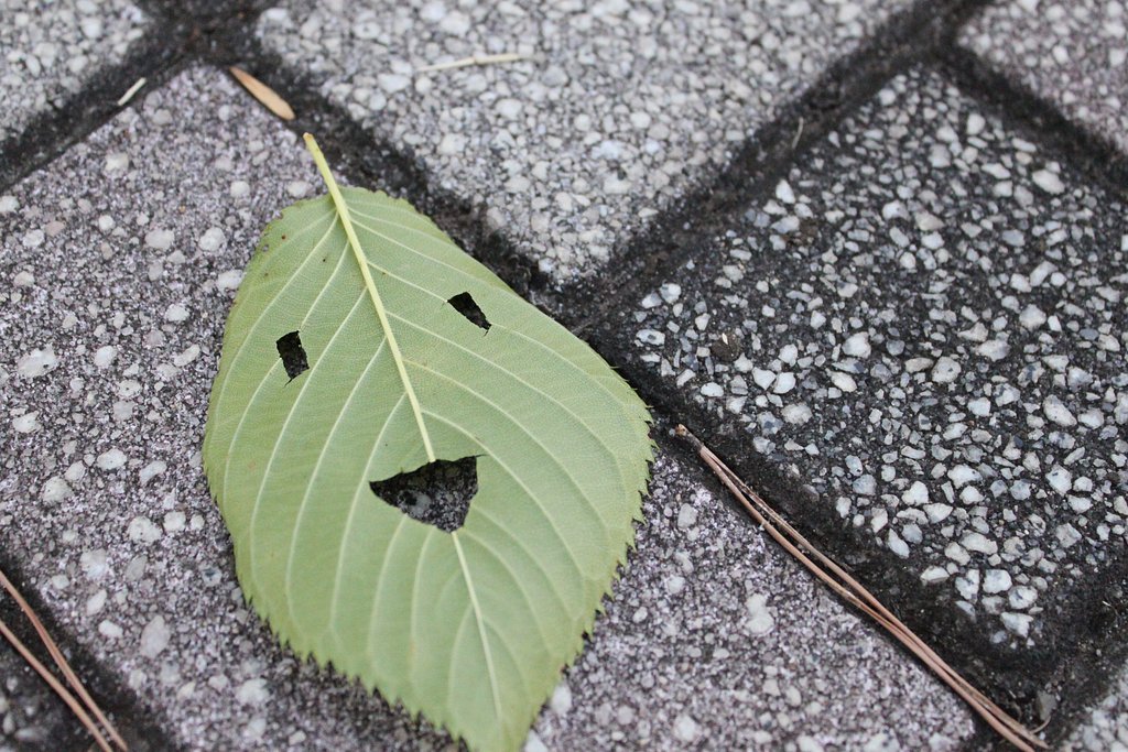 笑顔の落とし物