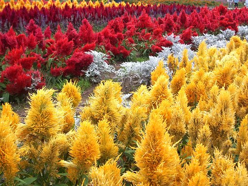フサフサのお花畑