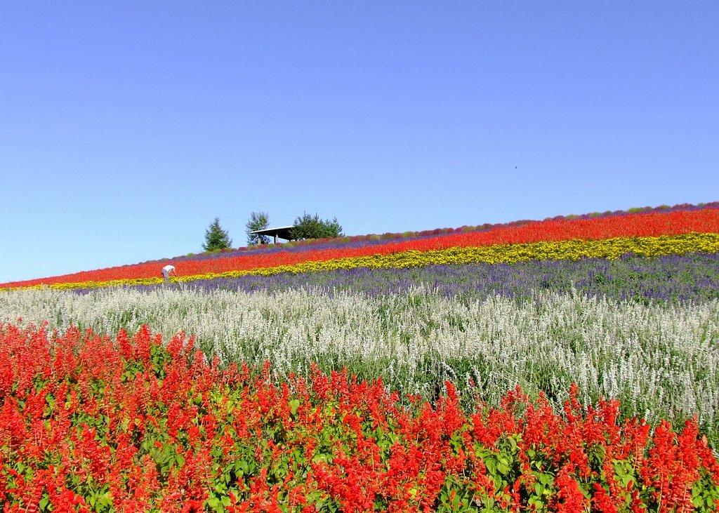 【花のある情景】花に包まれて一人【秋】
