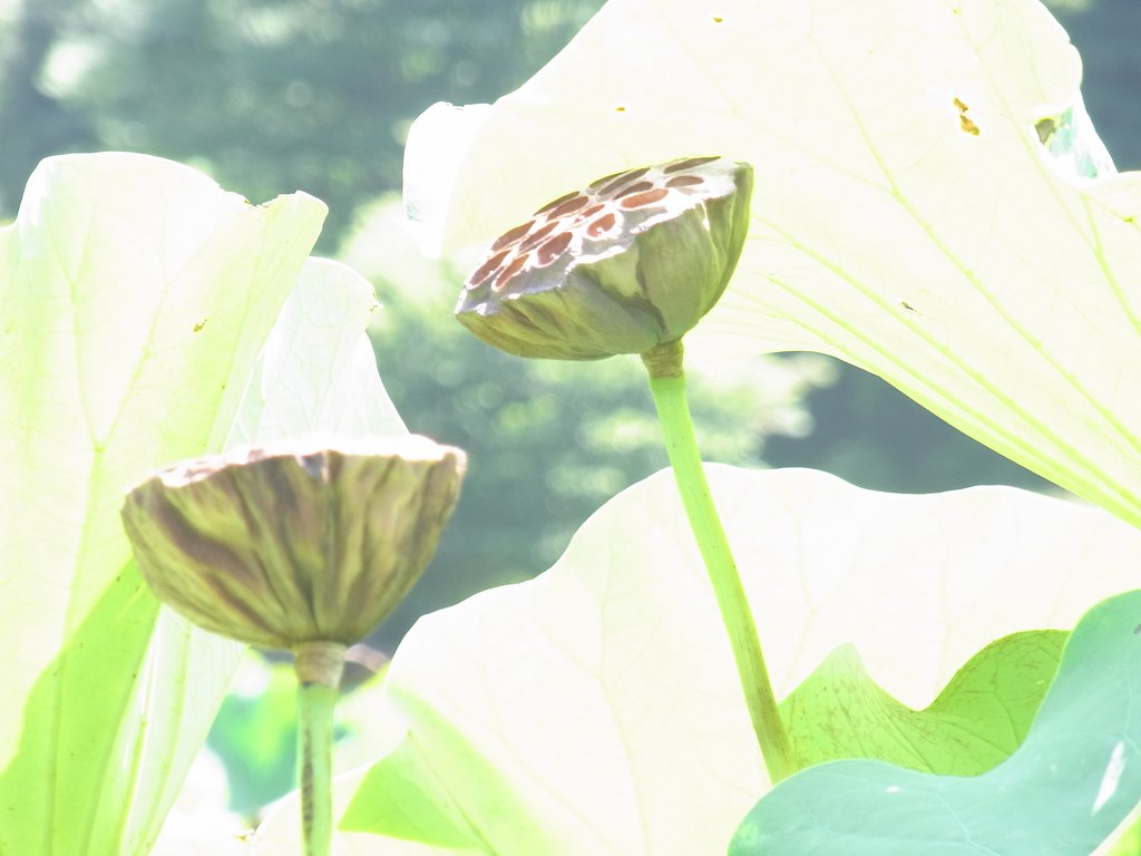 【燃】えカス