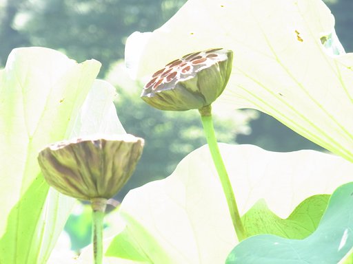 【燃】えカス