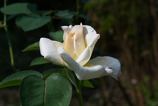 淡いクリーム色のバラ