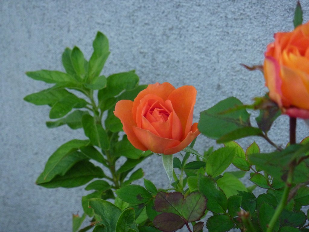 薔薇♪