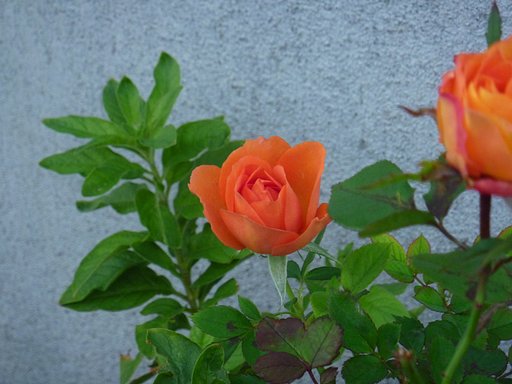 薔薇♪