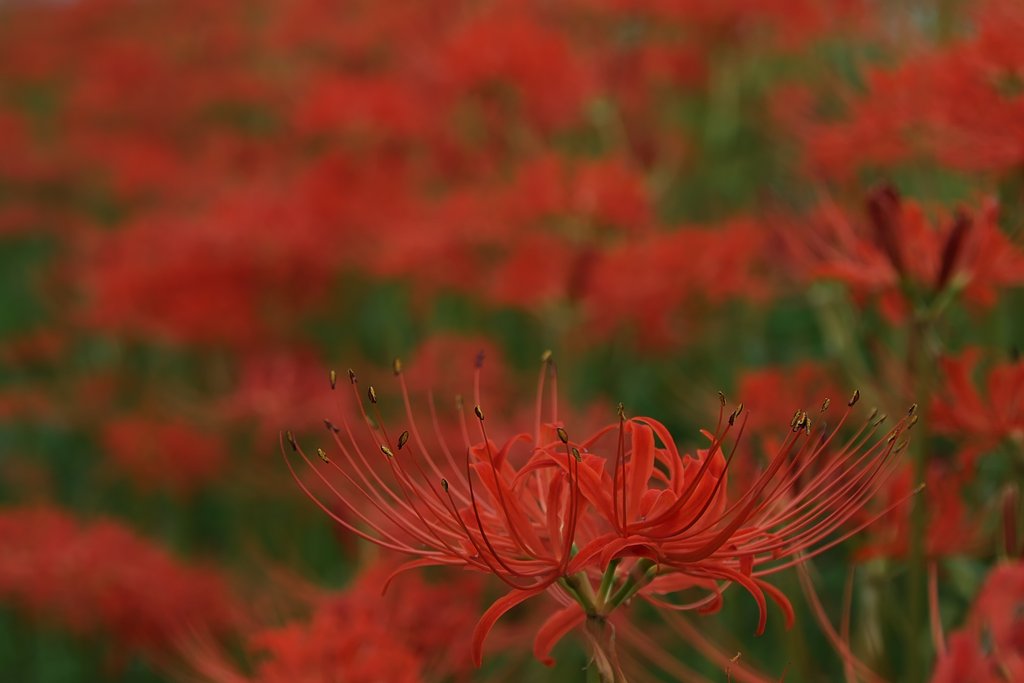 【写真しりとり】浮き立つ華　→　「な」