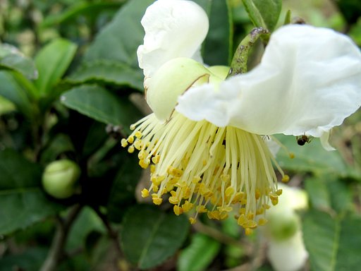 お茶の花