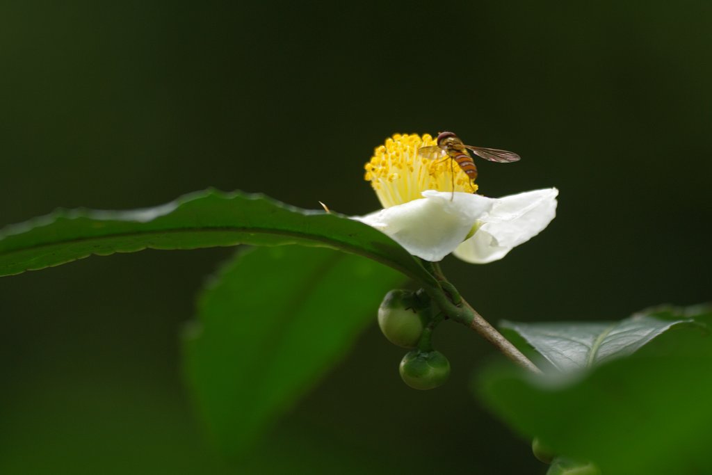 静寂