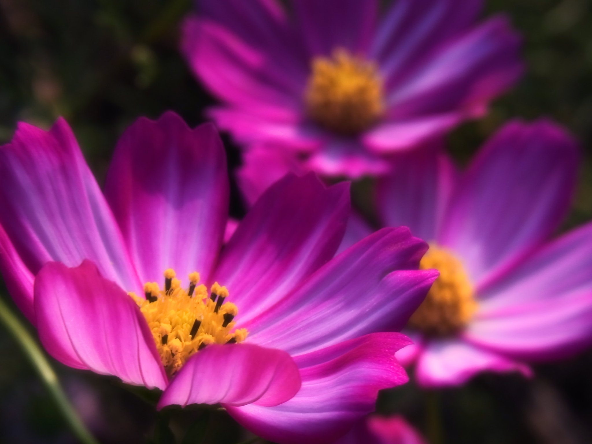 秋桜