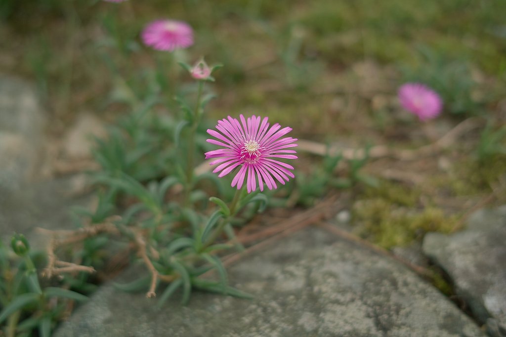 【写真しりとり】うつくしい花　→　「な」