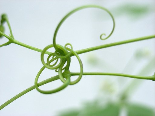 縺れてます